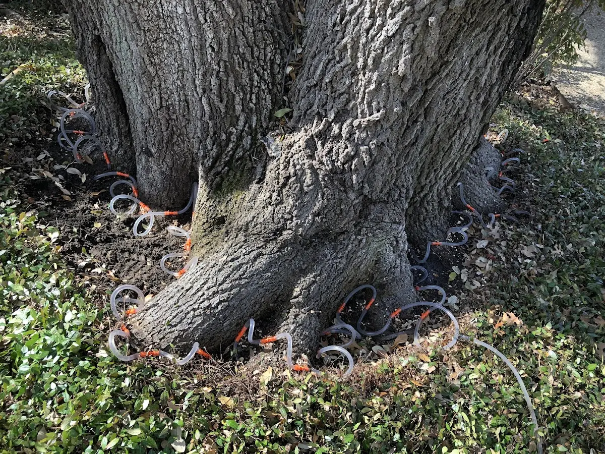 Detailed Tree Cabling and Bracing job site in Maxton