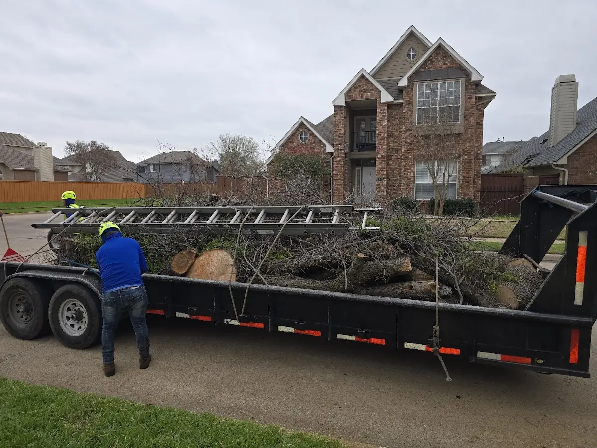 Expert Tree Removal with proper safety equipment in Maxton